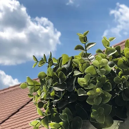 Apartman Frank